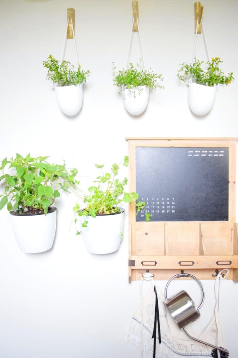 Floating plant wall with herbs and vegetables kitchen design unique plant design indoor plants plant lady