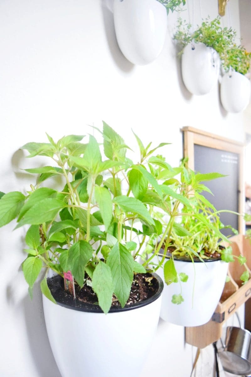 how to make a floating plant wall with bonnie plants and miracle gro DIY plant wall in the kitchen