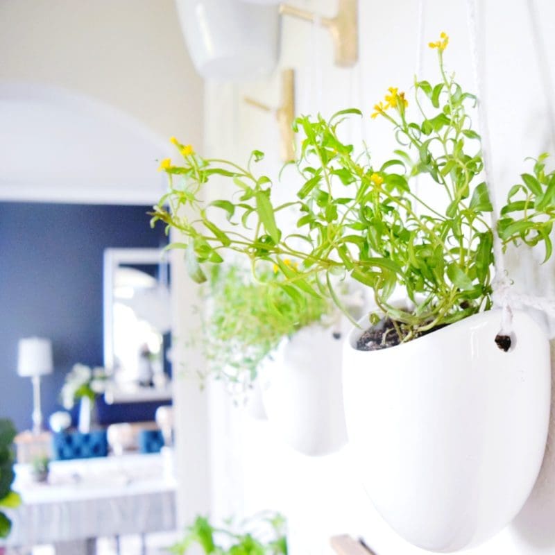 DIY floating plant wall with herbs and veggies