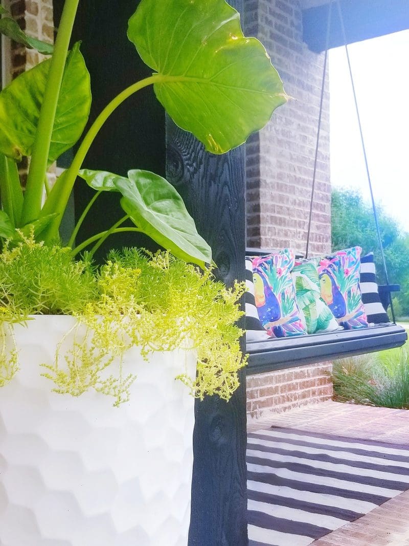 tropical plant in planter and front porch swing