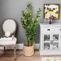 5 foot Bright Lemon Tree
